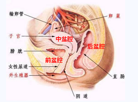 產(chǎn)后盆底康復(fù)，要不要做？