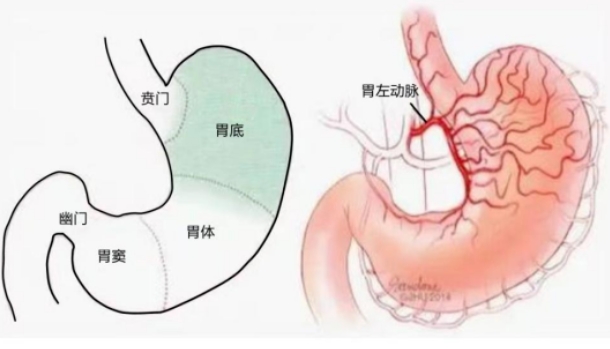 不開刀不吃藥不餓肚子，微創(chuàng)介入減肥靠譜嗎？